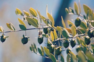 jojoba